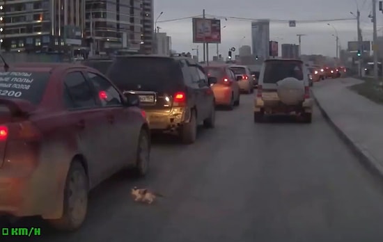 Araç Yoluna Giren Yavru Kediyi Ezilmekten Kurtaran Güzel İnsan