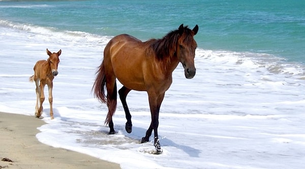 Ваше тотемное животное - лошадь!