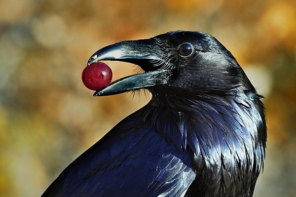 В ярости вы ворон?