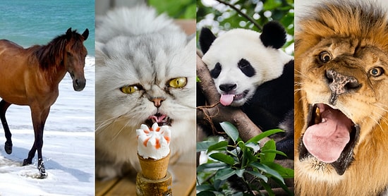 Тест: Узнайте, какое животное – ваш тотем