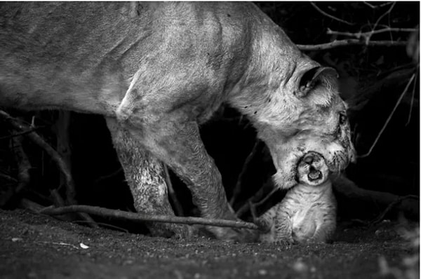 2. "Материнство". Автор: Соналини Хетрапал, категория: Природа.