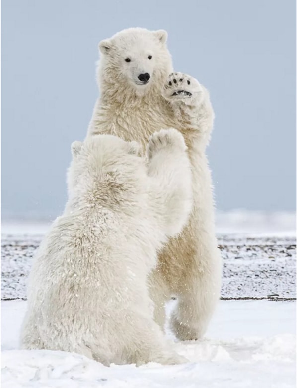 4. "Полярные медвежата дают друг другу "пять". Автор: Мишель Теалл, категория: Природа.