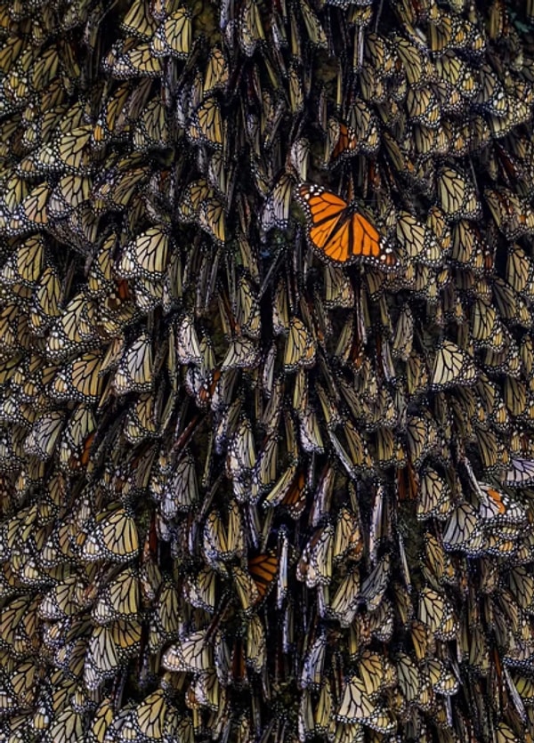 10. "Белая ворона". Автор: Тихомир Тричков, категория: Природа.