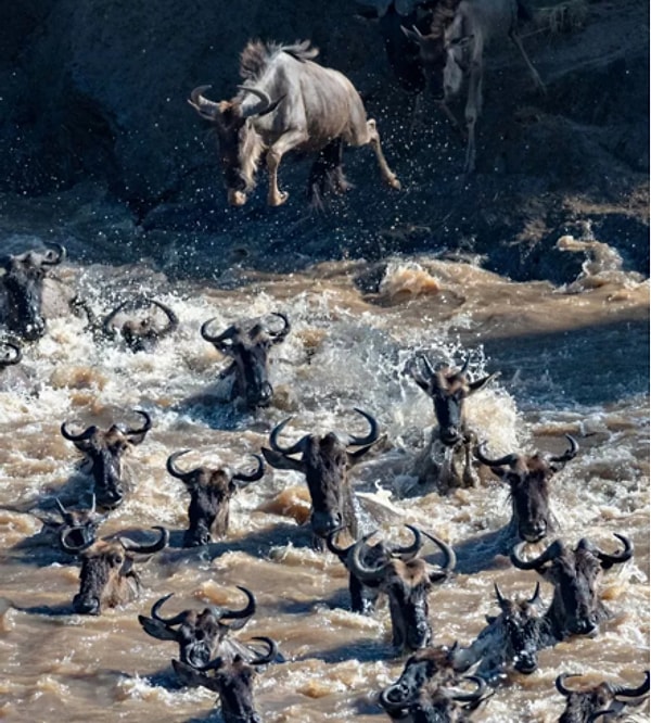 16. "Великое переселение антилоп гну". Автор: Пенни Хэги, категория: Природа.