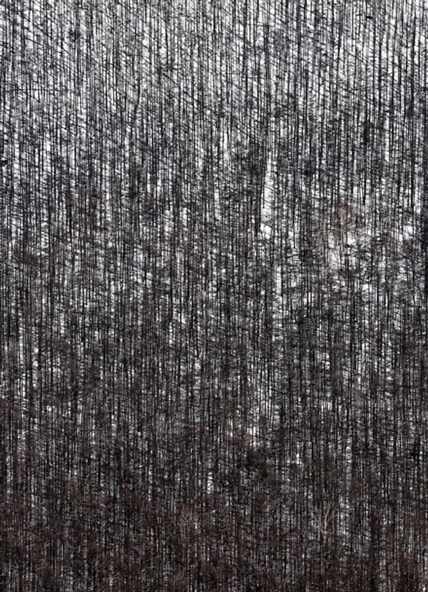 17. "Зимние ветви". Автор: Анна Ониши, категория: Природа.