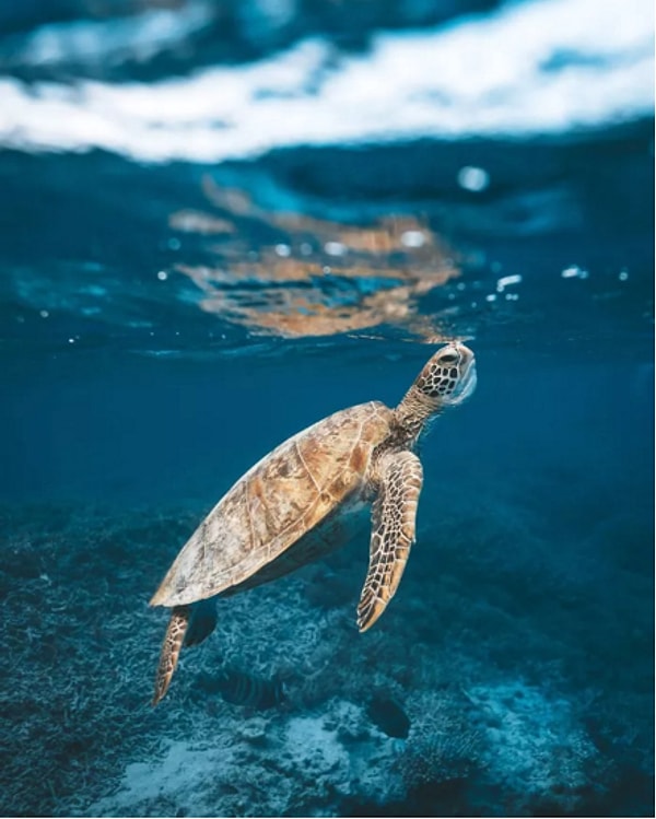 18. "Восхождение". Автор: Джеймс Водичка, категория: Природа.