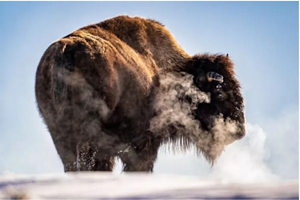 19. "Измученный". Автор: Тейлор Олбрайт,  категория: Природа.