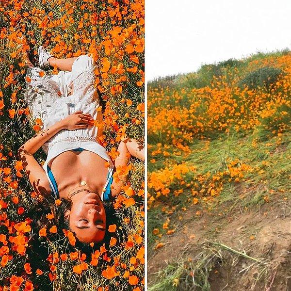 "Açan çiçekleri mahveden Instagram kullanıcıları"