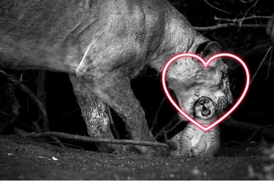 "Умереть не встать!": 30 фотографий с конкурса National Geographic, которые поразят вас до глубины души