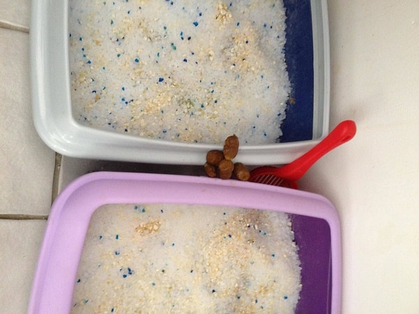 10. Бинго! Хозяин будет мною гордиться.