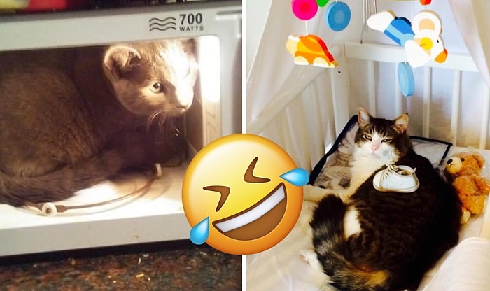 20 упрямых котов, которые все и всегда будут делать по-своему