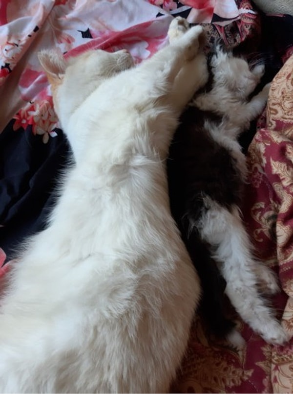 20. Приемный котец: тот момент, когда вы подобрали котенка и ищете ему новый дом, но ваш кот уже почувствовал себя родителем :)