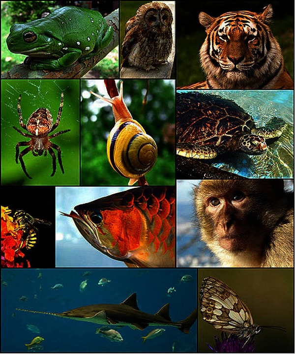 10. Протозоология изучает...