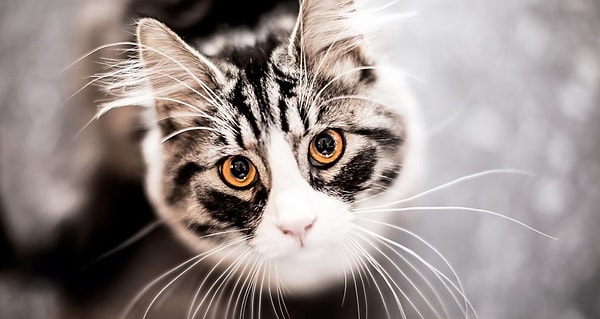 13. Зачем кошке нужны усы?