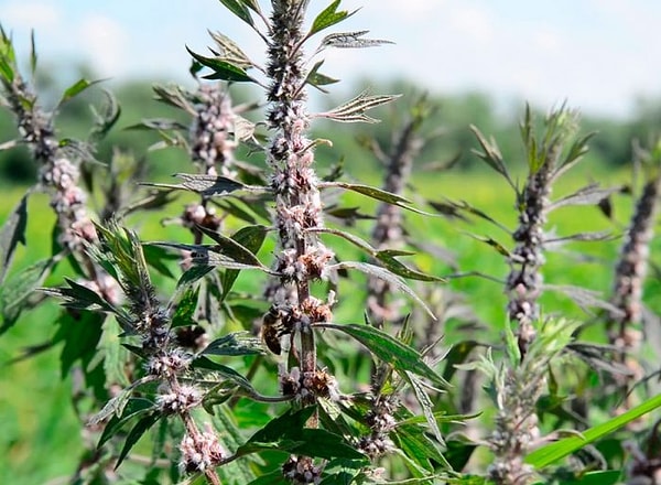 7. Какий свойством обладают лекарства на основе пустырника?