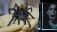 Kaynanasının Habersiz ve Sürekli Ev Ziyaretlerini Engelleyebilmek İçin Tarantula Sahiplenen Kurnaz Damat