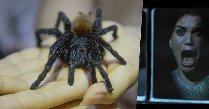 Kaynanasının Habersiz ve Sürekli Ev Ziyaretlerini Engelleyebilmek İçin Tarantula Sahiplenen Kurnaz Damat