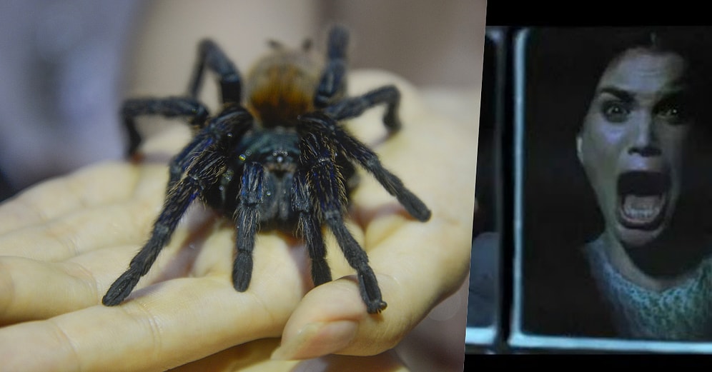 Kaynanasının Habersiz ve Sürekli Ev Ziyaretlerini Engelleyebilmek İçin Tarantula Sahiplenen Kurnaz Damat