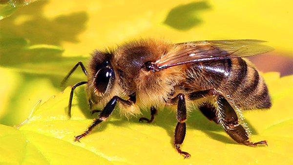 19. Bilim insanları, arıların nasıl uçtuğunu bilmiyorlar.
