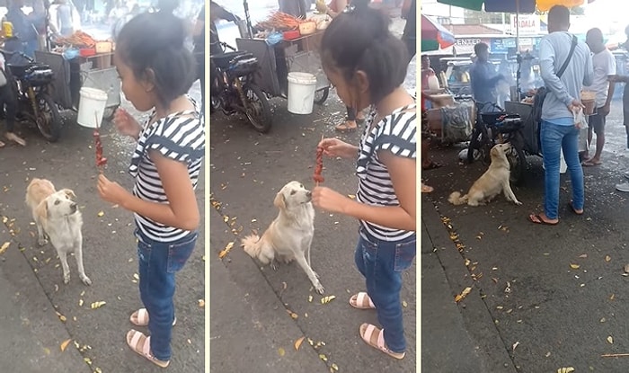 Yiyecek Standının Önünde Bekleyerek Müşterilerden Yiyecek İsteyen Akıllı Köpek