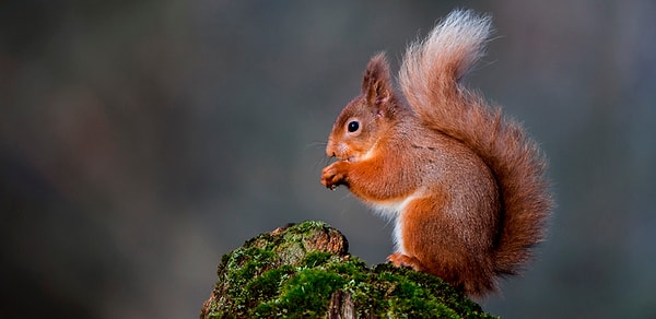 Огненная векша (белка)