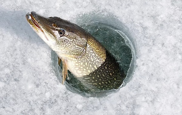 Жемчужная щука