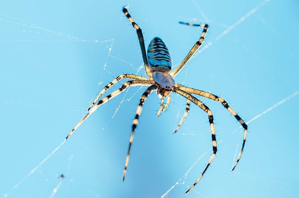 Прядущий мизгирь (паук)