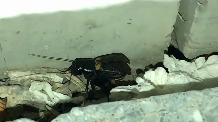 Hepimizin Duyduğu Ama Hiç Göremediğimiz O Böcek Bulundu!