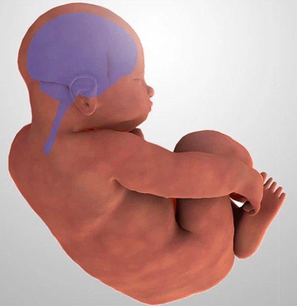 Anne doğuma girmeden önce bebeğin kafasının şeklini gösteren başka bir fotoğraf.