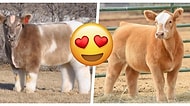 Yıkanıp, Fön Çekildikten Sonra Dünyanın En Pofuduk Varlığına Dönüşen İnekler Gözlerinizden Kalpler Fışkırtacak