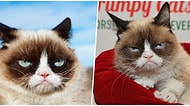 Mutsuz Surat İfadesi ile Herkesi Kendine Hayran Bırakan Kedi 'Grumpy Cat' Hayatını Kaybetti