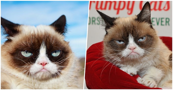 Mutsuz Surat İfadesi ile Herkesi Kendine Hayran Bırakan Kedi 'Grumpy Cat' Hayatını Kaybetti