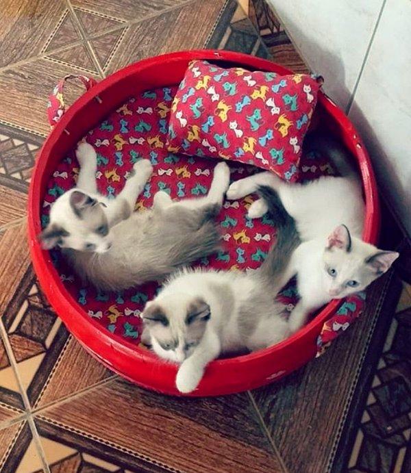 Köpekler için yaptığı yataklar yoğun ilgi görünce, insanların talepleri üzerine kediler için de yapmaya başladı.