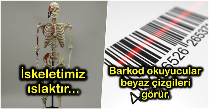 Sıradan Bir Konuşmada Araya Sıkıştırdığınız Zaman Havanıza Hava Katacak Eğlenceli 13 Bilgi