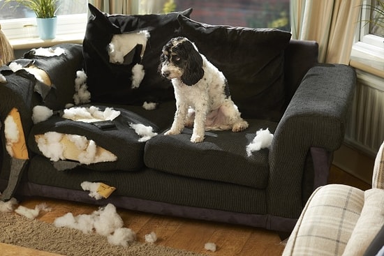 İnsanlarda Görülen Bu Zihinsel Rahatsızlıkların Hayvanlarda da Olduğunu Duyunca Çok Şaşıracaksınız