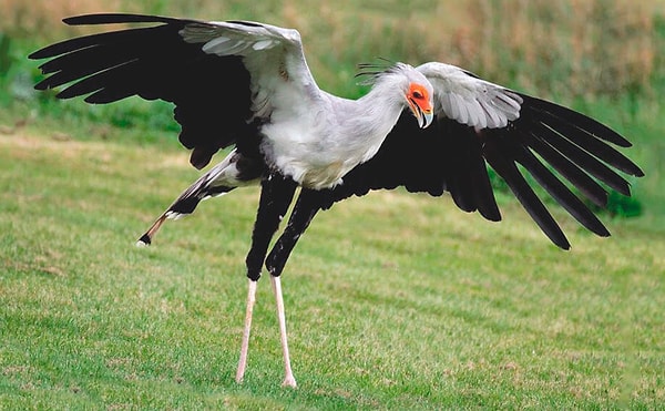 В отличие от большинства хищных птиц, секретарь птица наземная, что означает, что она охотится на свою добычу по земле. Она может путешествовать более 30 км в день в поисках змей, насекомых и других животных.