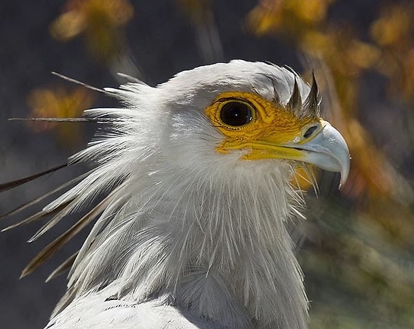 От их способности убивать змей на африканских пастбищах захватывает дух.
