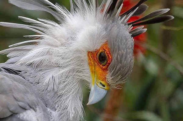 В возрасте 2,5 месяцев подросшие птенцы вместе с родителями отправляются на охоту.