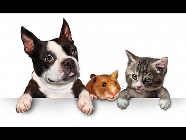 9. Какое из этих животных вам нравится больше?