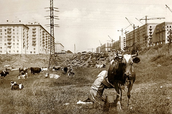 25. Москва растет. Черемушки. 1954 г.