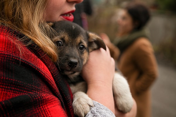 С большой вероятностью, вы откроете собачий приют!