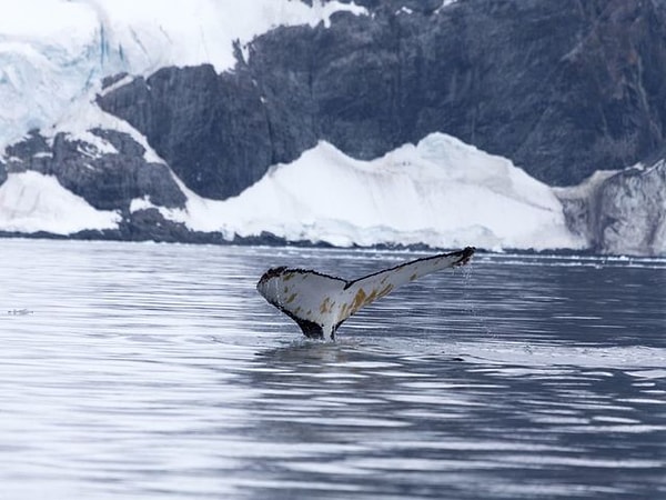 5. Выберите кита: