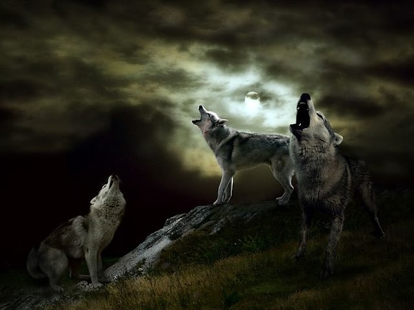 8. Выберите волка: