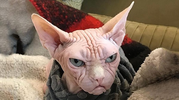 1. Только постарайтесь ответить честно. Вы когда-нибудь желали человеку смерти?