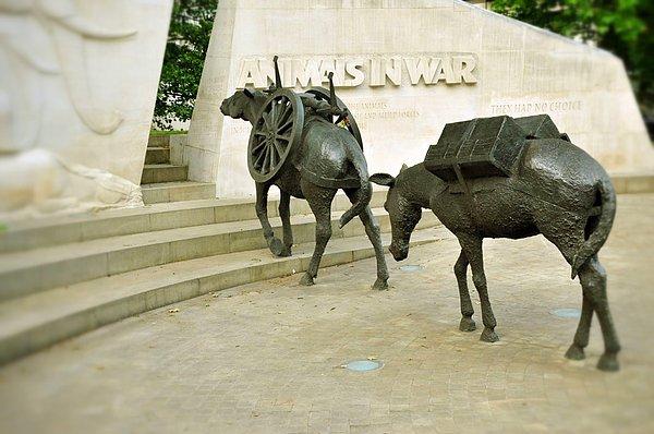 4. Londra'da hayvanlar için bir savaş anıtı bulunmaktadır. Bu anıtta "Seçenekleri yoktu" yazmaktadır.