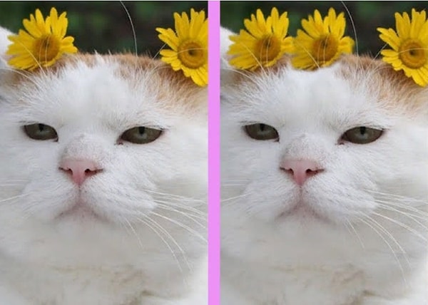 2. Нашли отличие?