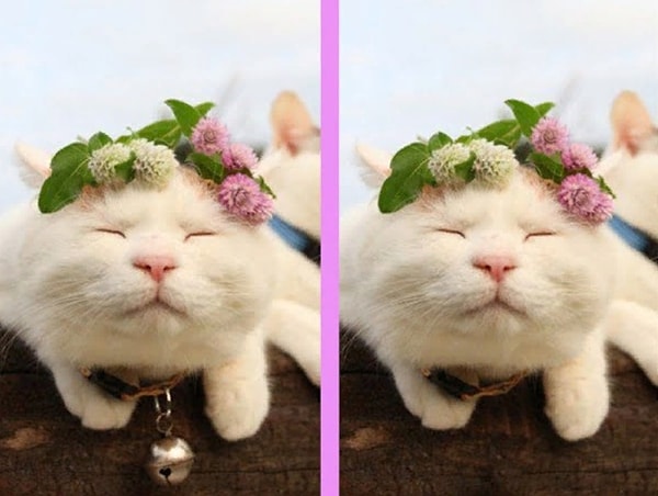 3. Нашли отличие?