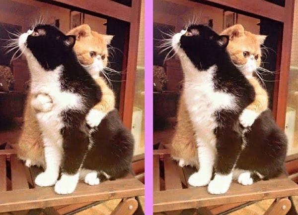 6. Нашли отличие?