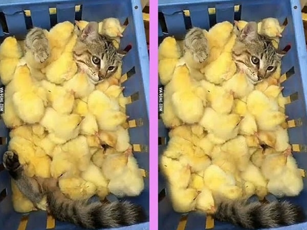 8. Нашли отличие?