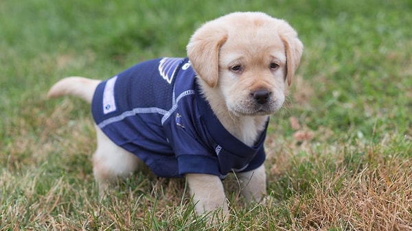 Первой вы увидели "собаку"...